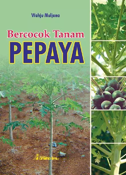 Bercocok Tanam Pepaya