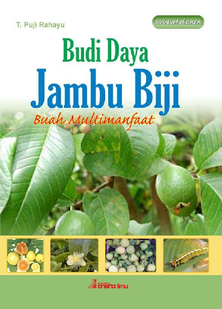 Budi Daya Jambu Biji (Buah Multi Manfaat)