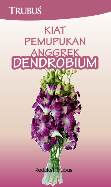 Kiat Pemupukan Anggrek Dendrobium