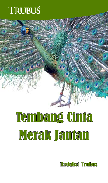 Tembang Cinta Merak Jantan