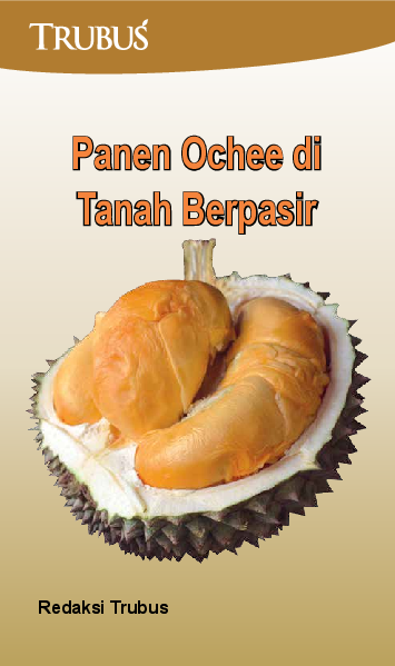 Panen Ochee di Tanah Berpasir