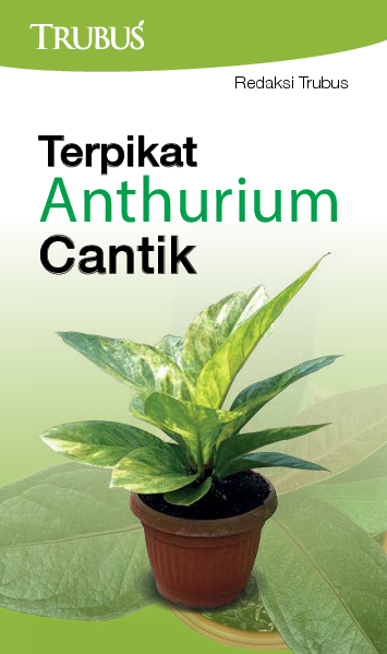 Terpikat Anthurium Cantik