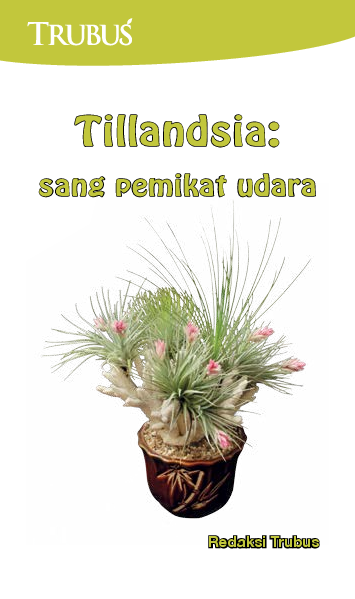 Tillandsia: Sang Pemikat di Udara