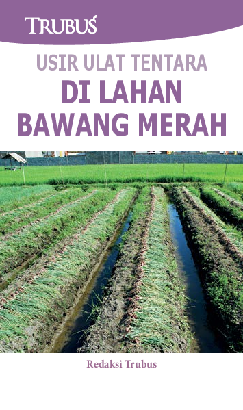 Usir Ulat Tentara di Lahan Bawang Merah