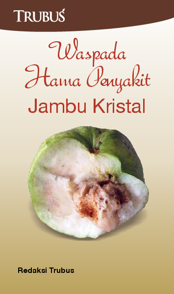 Waspada Hama Penyakit Jambu Kristal