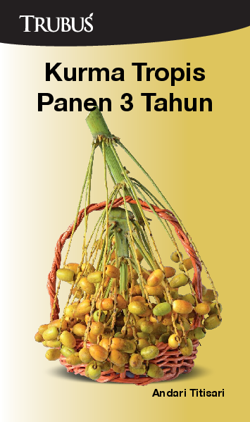 Kurma Tropis Panen 3 Tahun