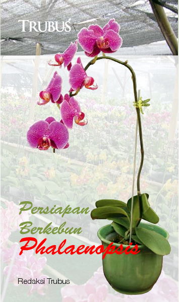 Persiapan Berkebun Phalaenopsis