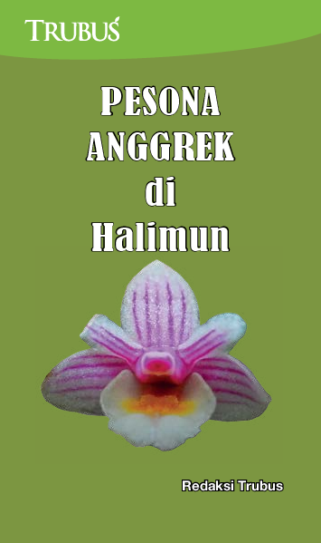 Pesona Anggrek di Halimun