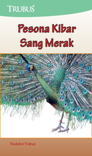 Pesona Kibar Sang Merak