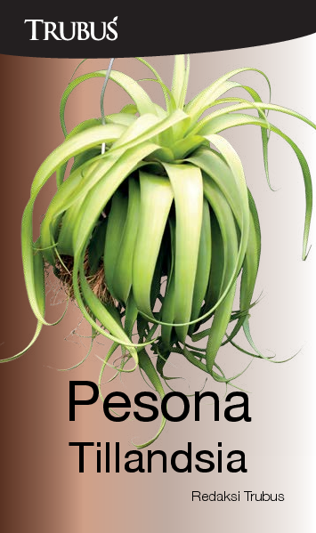 Pesona Tillandsia