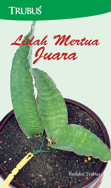 Lidah Mertua Juara