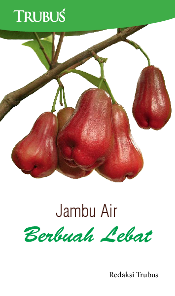 Jambu Air Berbuah Lebat