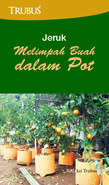 Melimpah Buah dalam Pot; Jeruk