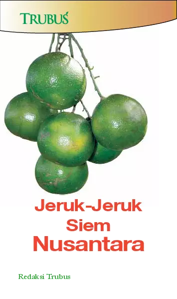 Jeruk-Jeruk Siem Nusantara