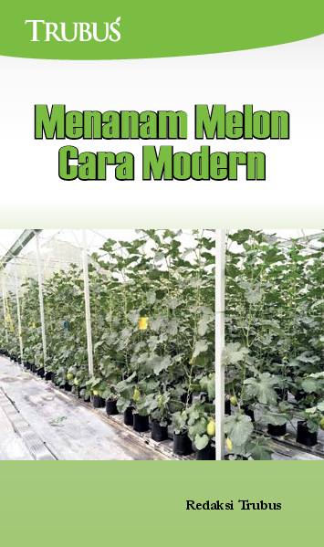 Menanam Melon Cara Modern