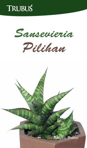 Sansevieria Pilihan