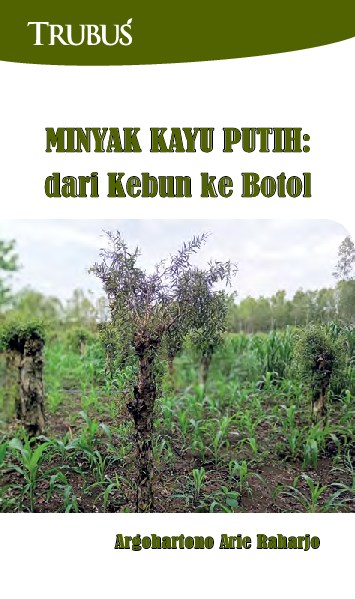 Minyak Kayu Putih : dari Kebun ke Botol