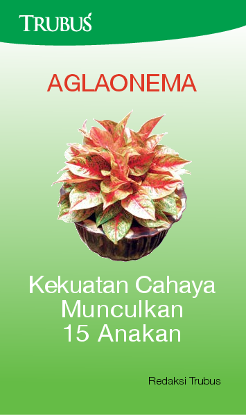 Kekuatan Cahaya Munculkan 15 Anakan: Aglaonema