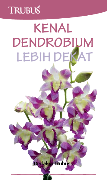 Kenal Dendrobium Lebih Dekat