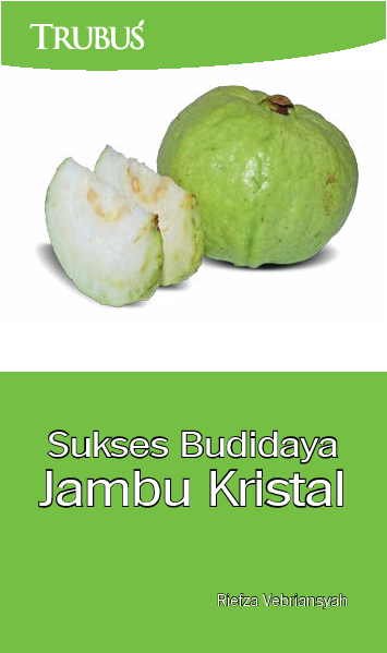 Sukses Budidaya Jambu Kristal