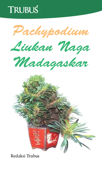 Pachypodium, Liukan Naga Madagaskar