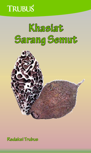 Khasiat Sarang Semut