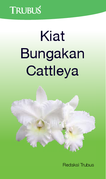 Kiat Bungakan Cattleya