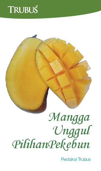 Mangga Unggul Pilihan Pekebun