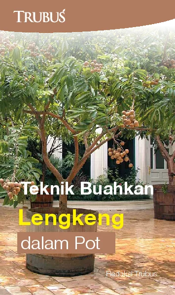 Teknik Buahkan Lengkeng Dalam Pot