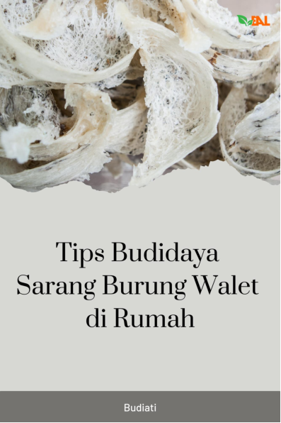 Tips Budidaya Sarang Burung Walet di Rumah