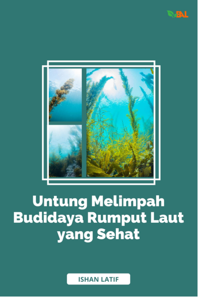 Untung Melimpah Budidaya Rumput Laut yang Sehat