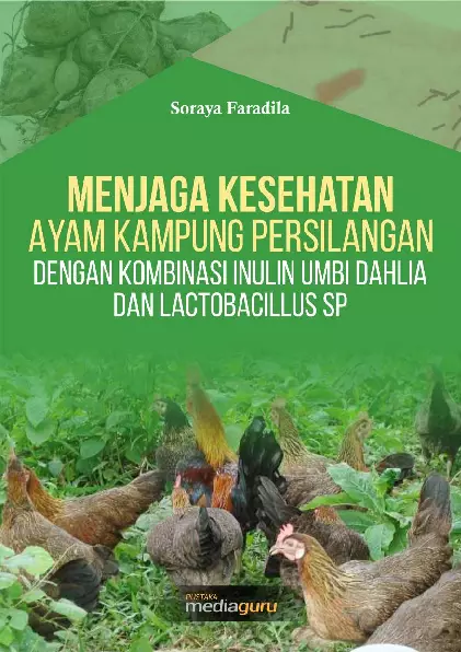 Menjaga Kesehatan Ayam Kampung Persilangan dengan Kombinasi Inulin Umbi Dahlia dan Lactobacillus Sp