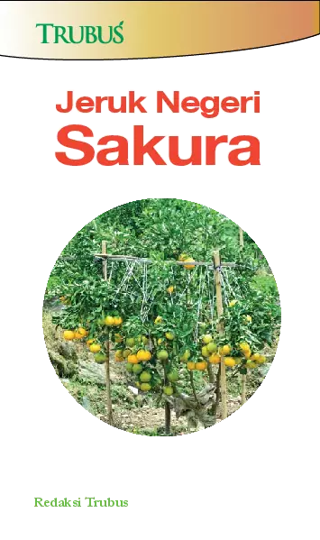 Jeruk Negeri Sakura