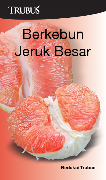 Berkebun Jeruk Besar