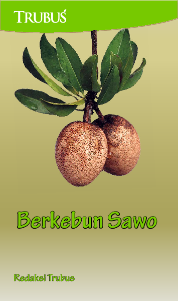 Berkebun Sawo