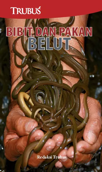 Bibit dan Pakan Belut