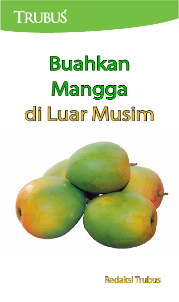 Buahkan Mangga di Luar Musim