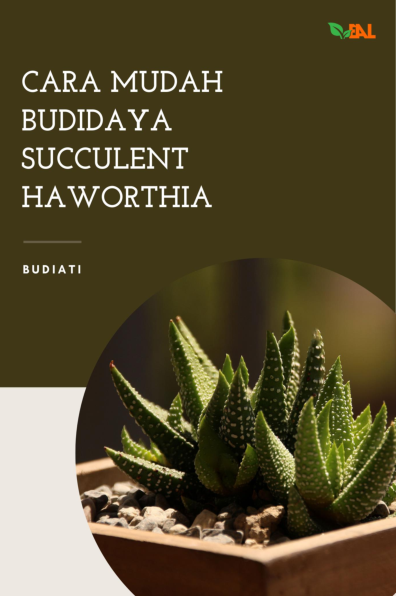 Cara Mudah Budidaya Succulent Haworthia