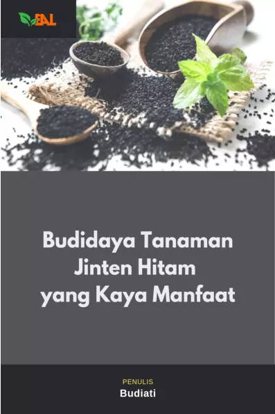 Budidaya Tanaman Jinten Hitam yang Kaya Manfaat