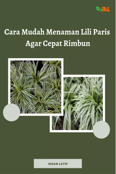 Cara Mudah Menanam Lili Paris Agar Cepat Rimbun