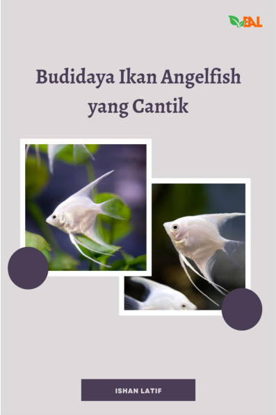 Budidaya Ikan Angelfish yang Cantik