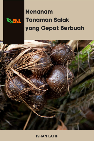 Menanam Tanaman Salak yang Cepat Berbuah