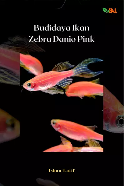 Budidaya Ikan Zebra Danio Pink