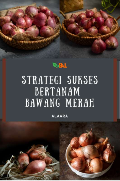 Strategi Sukses Bertanam Bawang Merah