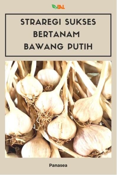 Straregi Sukses Bertanam Bawang Putih