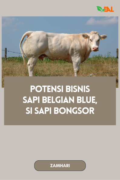 Potensi Bisnis Sapi Belgian Blue, Si Sapi Bongsor