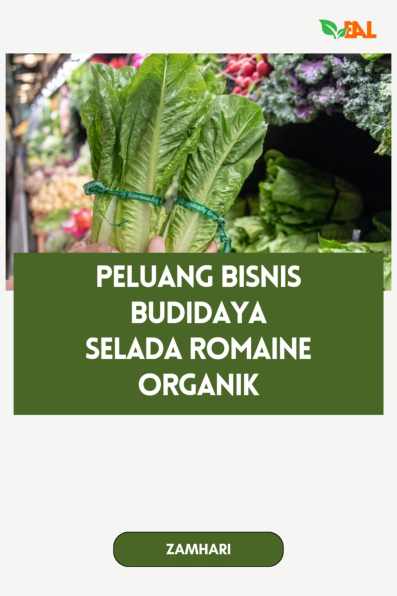 Peluang Bisnis Budidaya Selada Romaine Organik