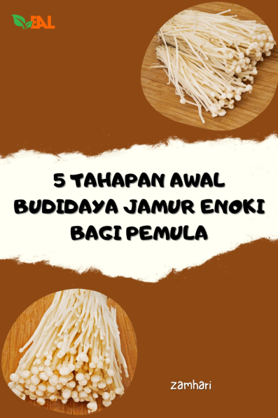 5 Tahapan Awal Budidaya Jamur Enoki Bagi Pemula