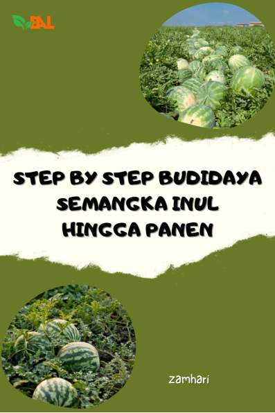 Step by Step Budidaya Semangka Inul Hingga Panen