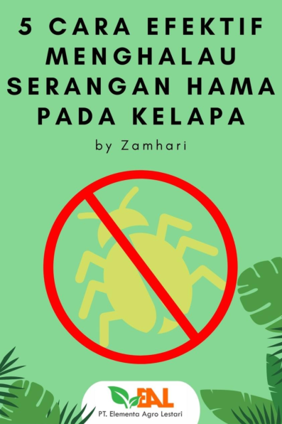 5 Cara Efektif Menghalau Serangan Hama pada Kelapa